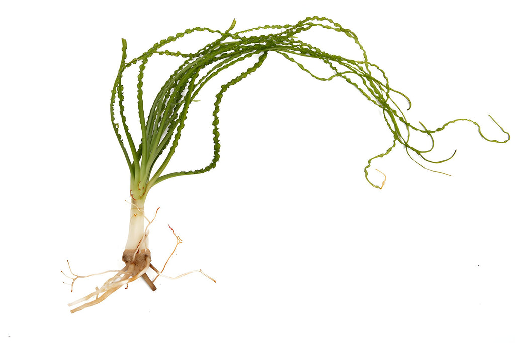 Crinum calamistratum