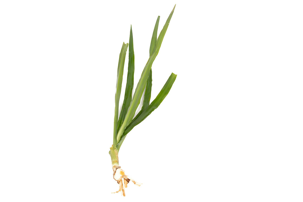 Crinum natan