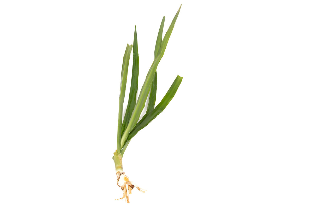Crinum natan