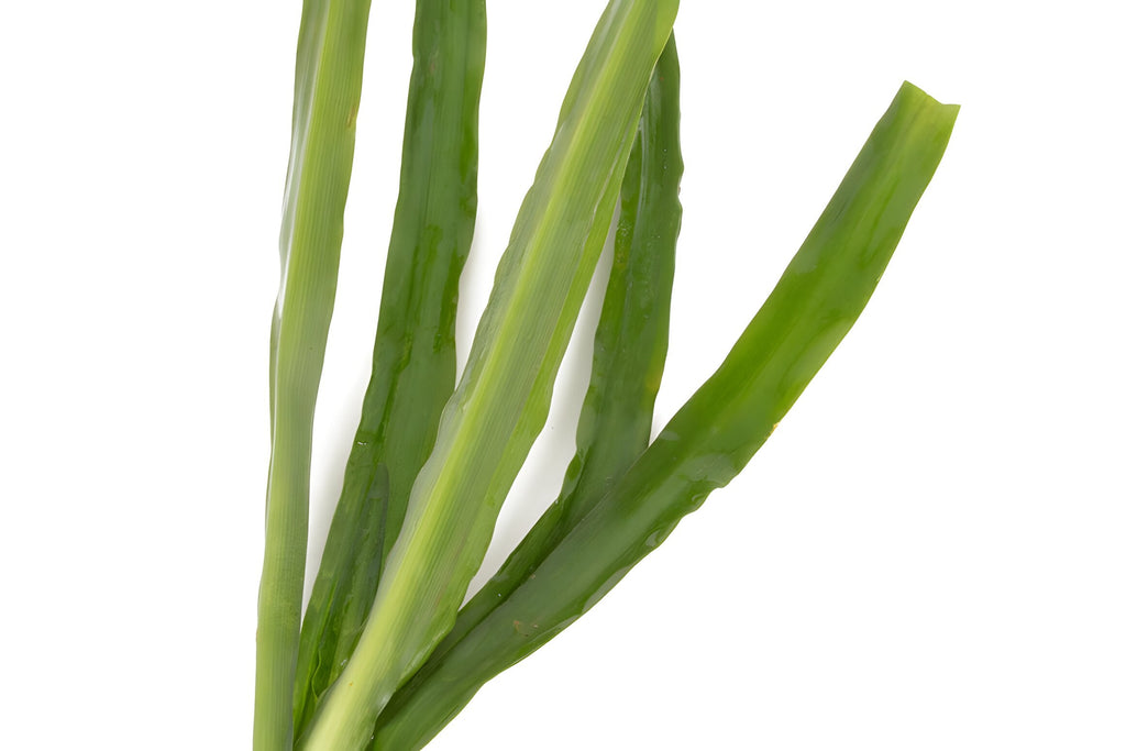Crinum natan