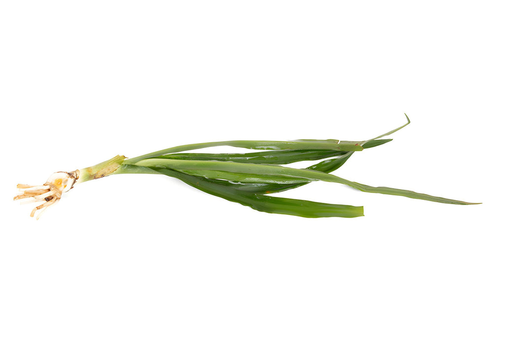 Crinum natan