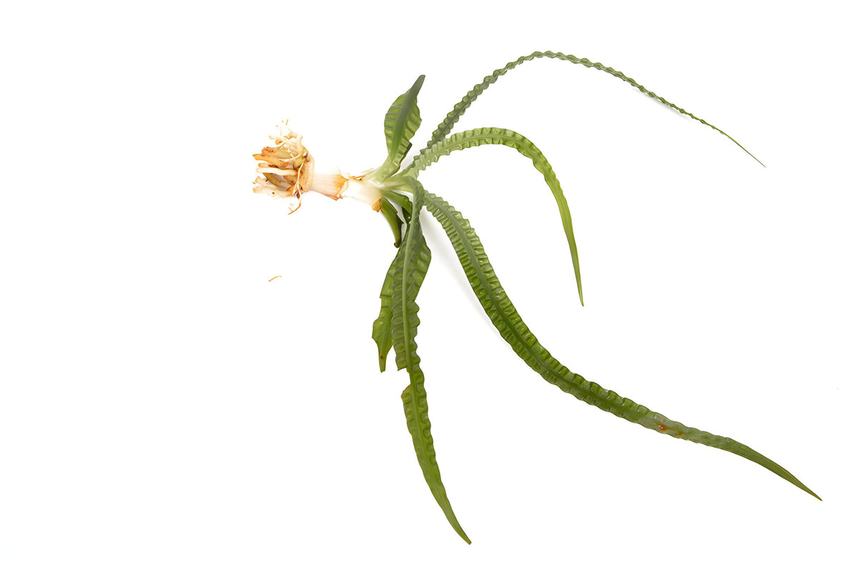 Crinum aquatica