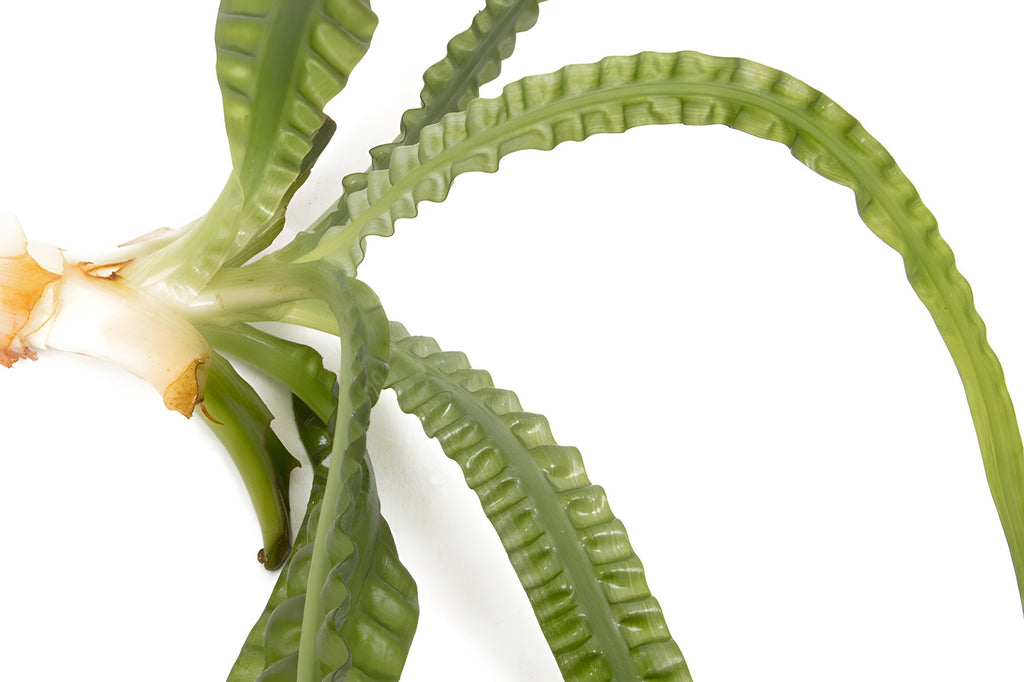 Crinum aquatica
