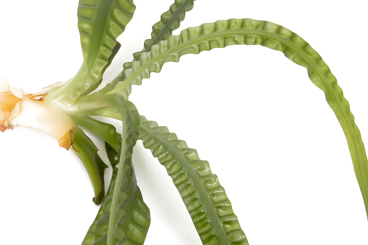 Crinum aquatica