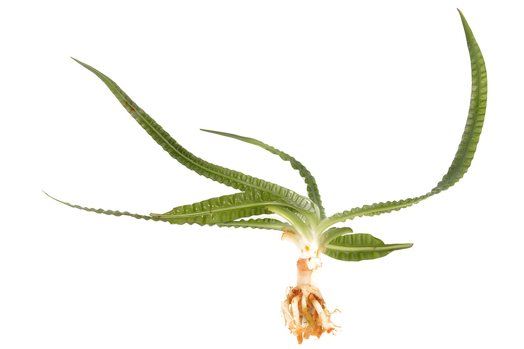 Crinum aquatica