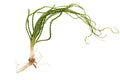 Crinum calamistratum