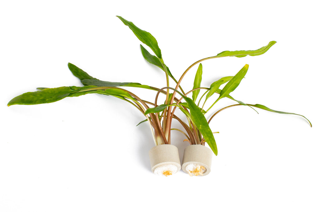 Cryptocoryne lutea
