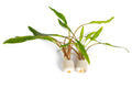 Cryptocoryne parva
