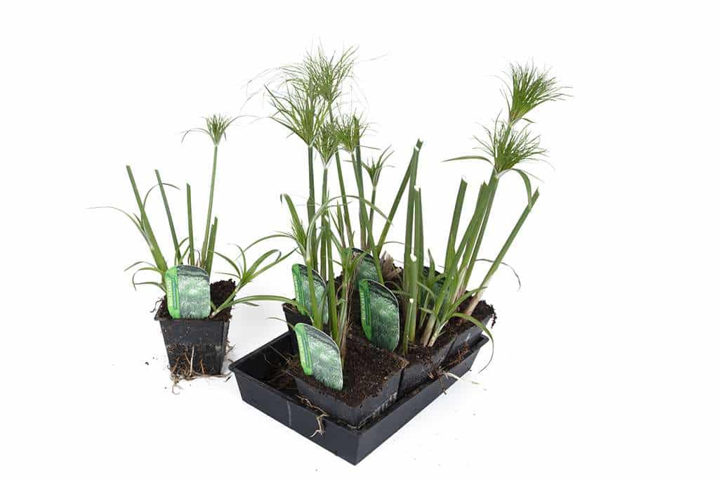 Cyperus percamenthus 'King Tut'