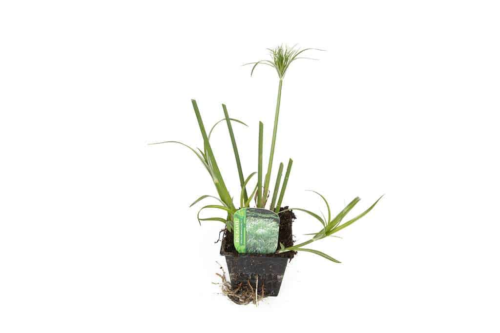 Cyperus percamenthus 'King Tut'