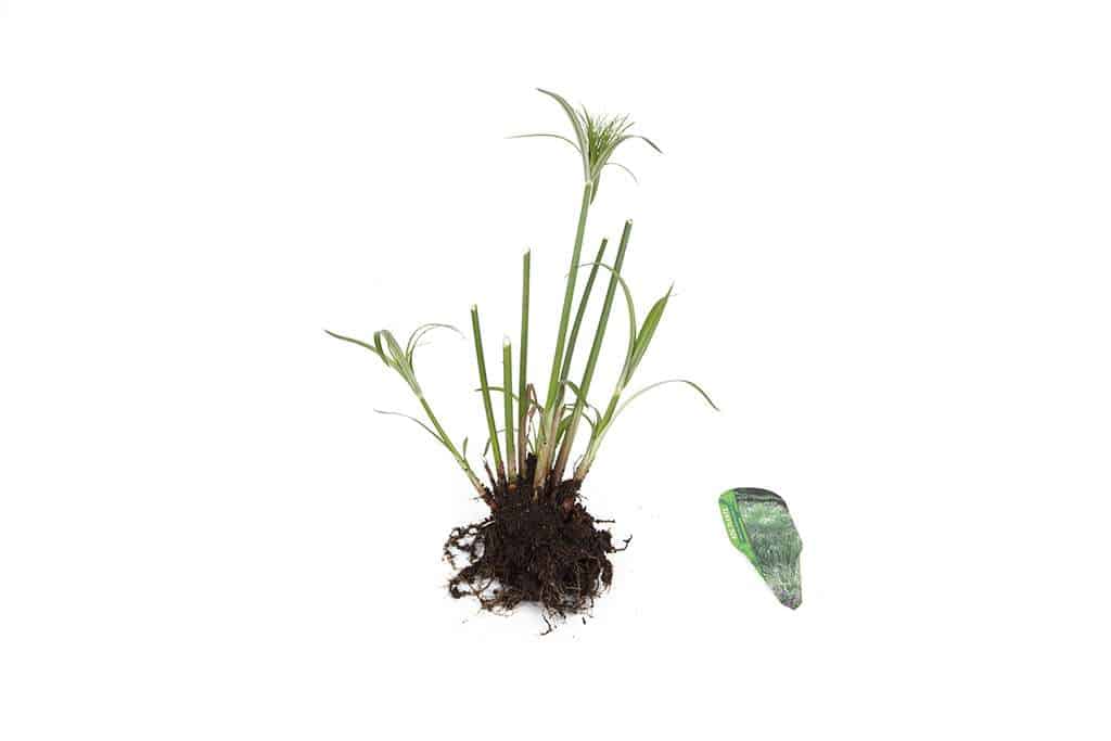 Cyperus percamenthus 'King Tut'