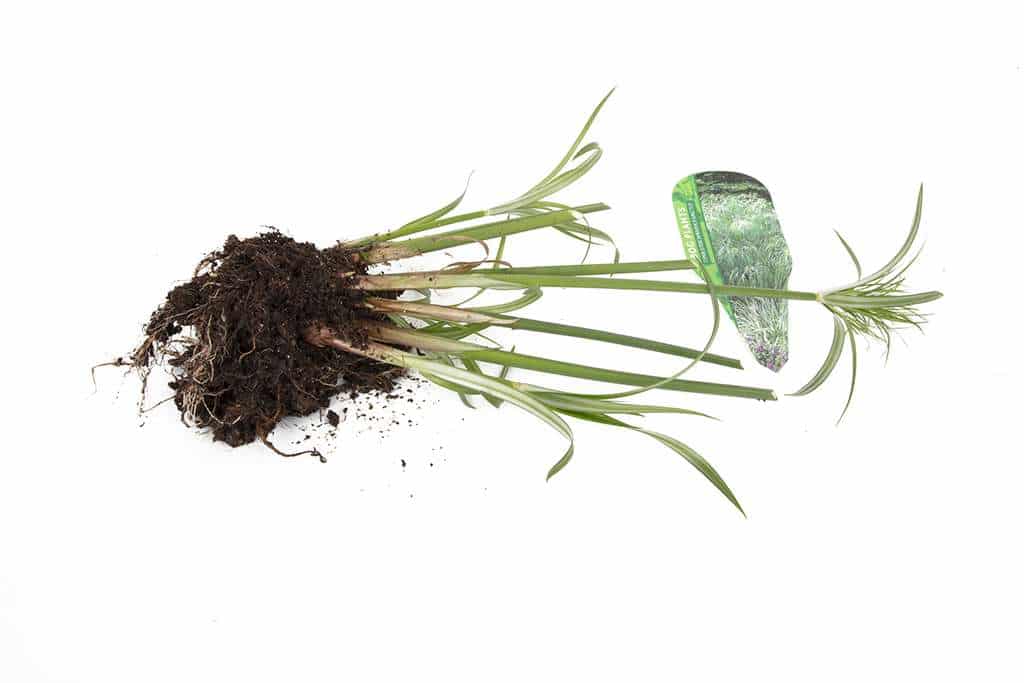 Cyperus percamenthus 'King Tut'
