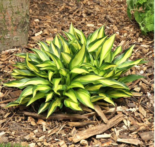 Hosta 'Little Tuft'