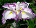 Iris ensata 'Dinner Plate Jell-o'