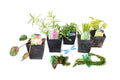 Dragonflies & damselflies Pack Potted - DDPL02