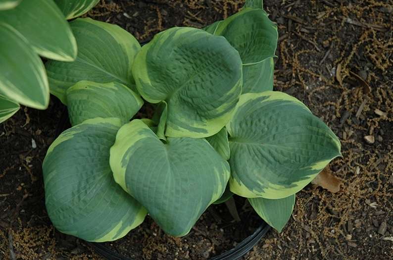 Hosta 'Pizzazz'