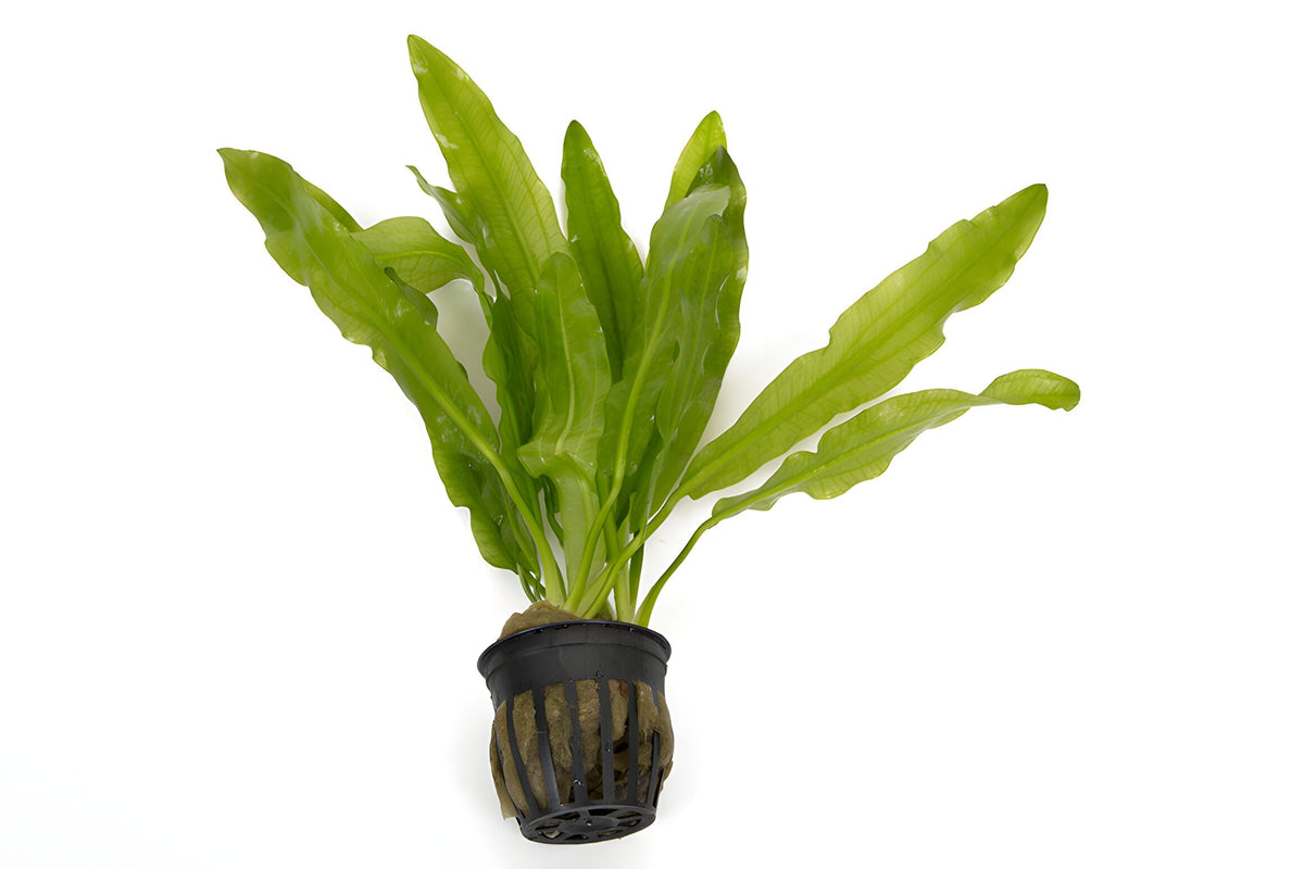 Echinodorus major