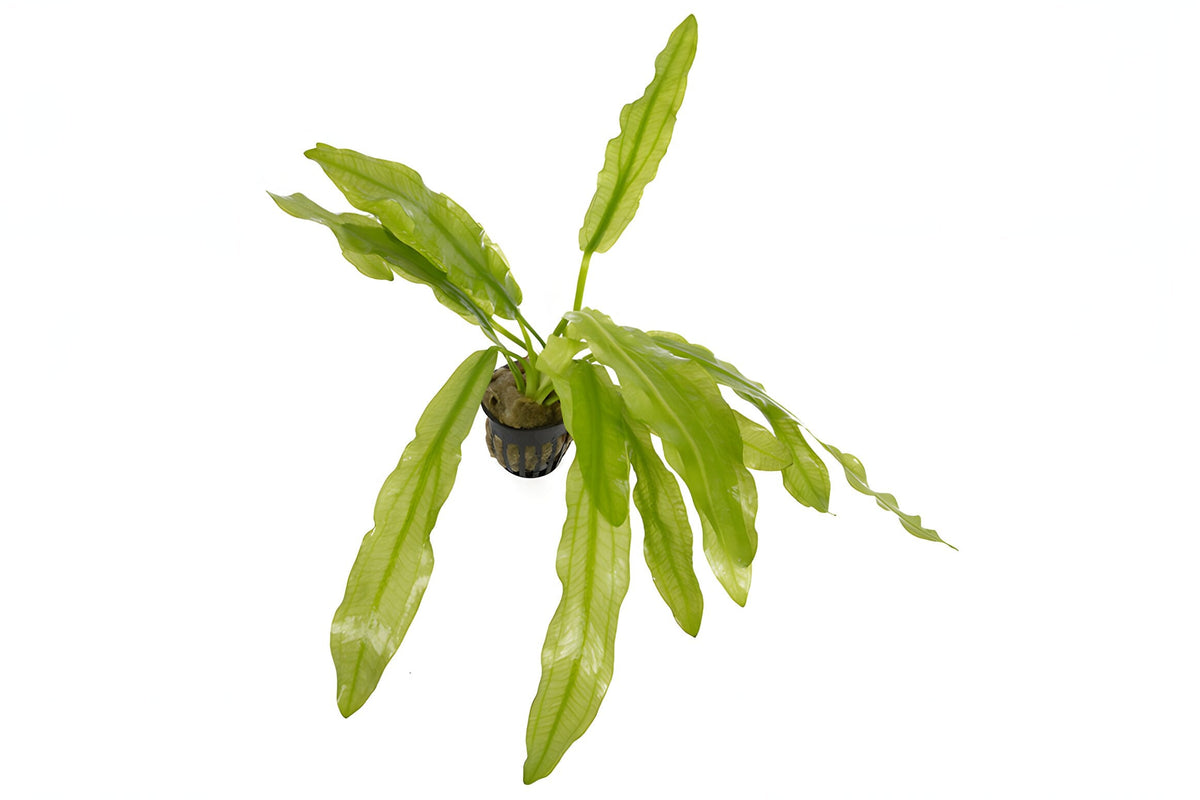 Echinodorus major