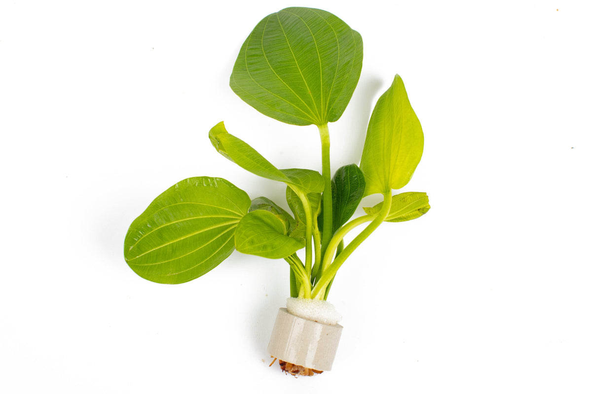 Echinodorus cordifolius