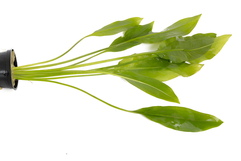 Echinodorus bleheri