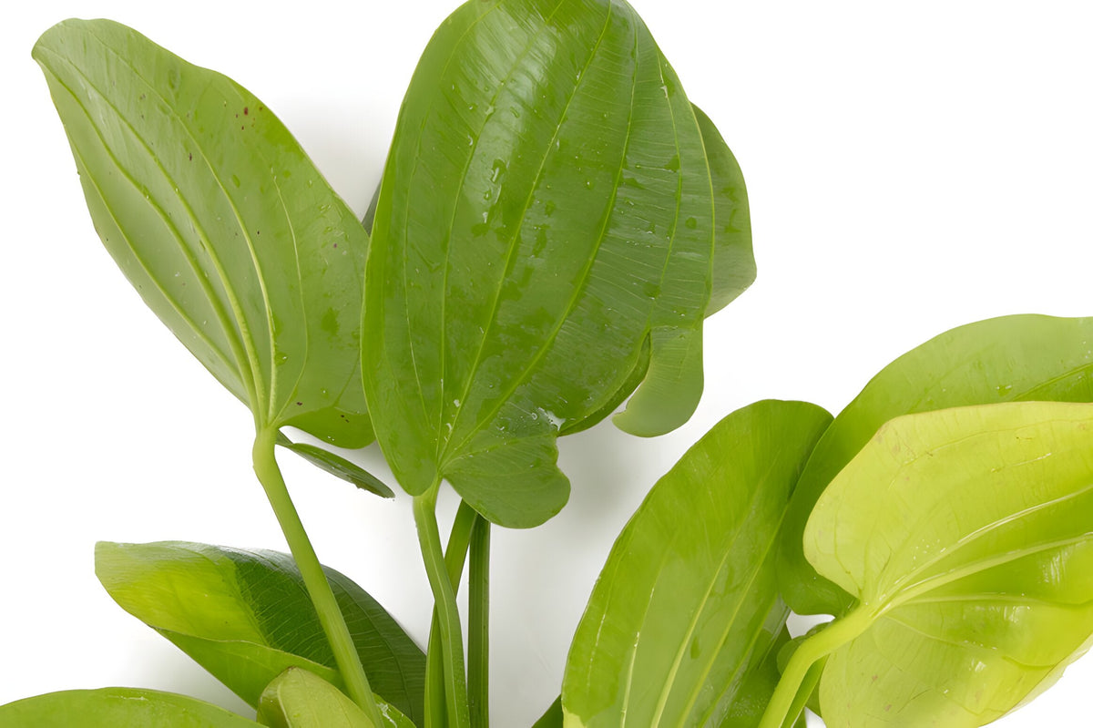 Echinodorus cordifolius