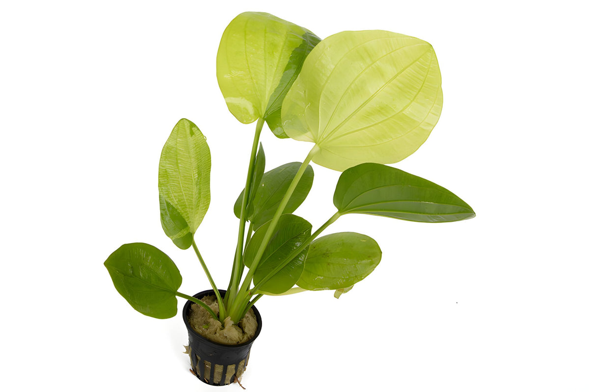Echinodorus cordifolius