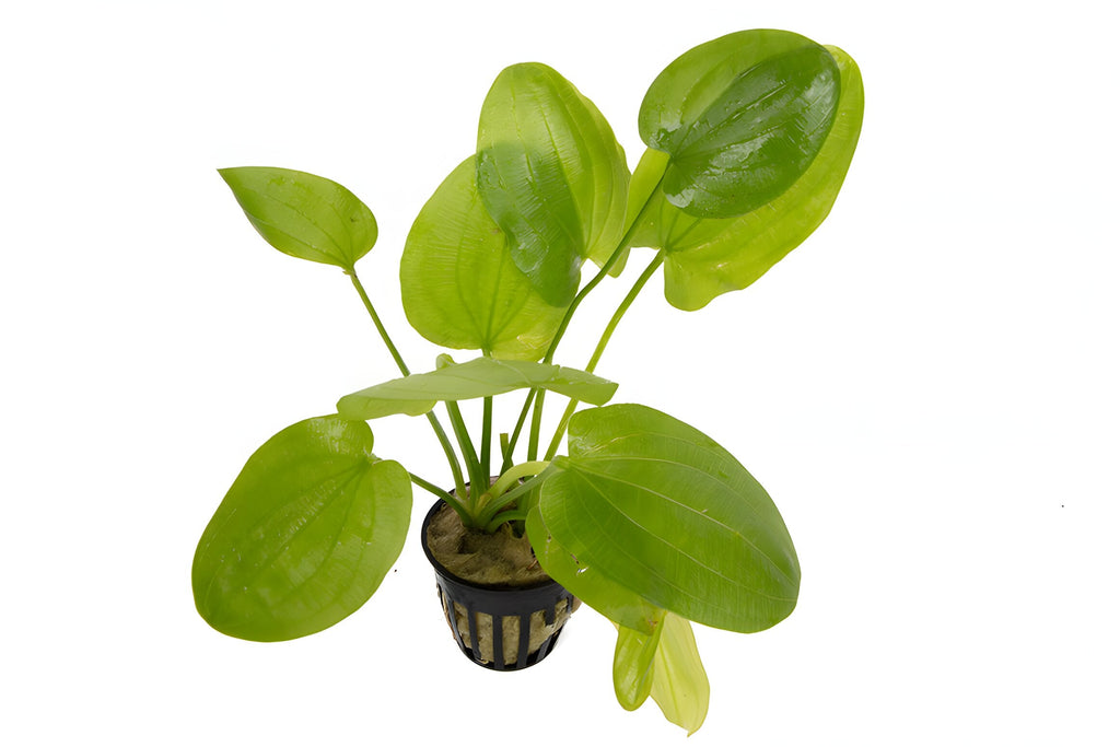 Echinodorus cordifolius