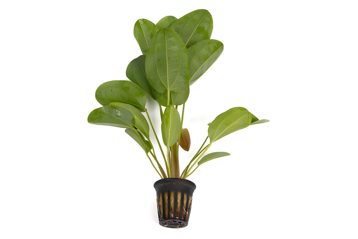 Echinodorus 'Kleiner Bar'
