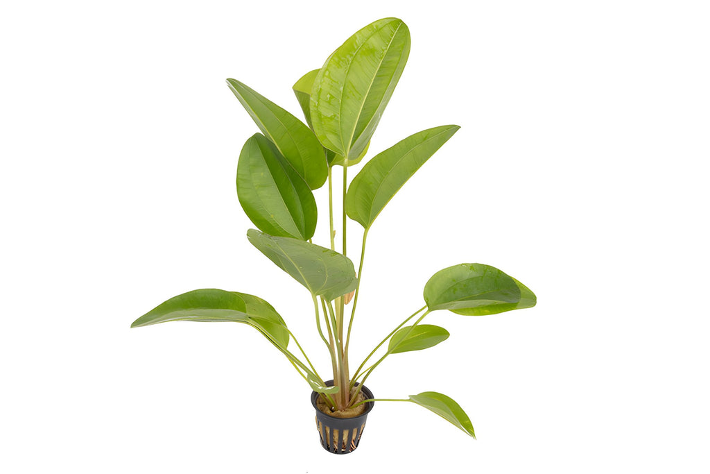Echinodorus 'Kleiner Bar'