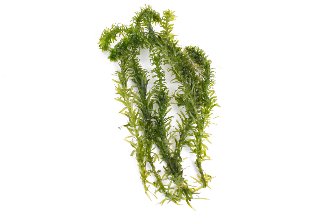 Egeria densa
