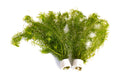 Egeria najas