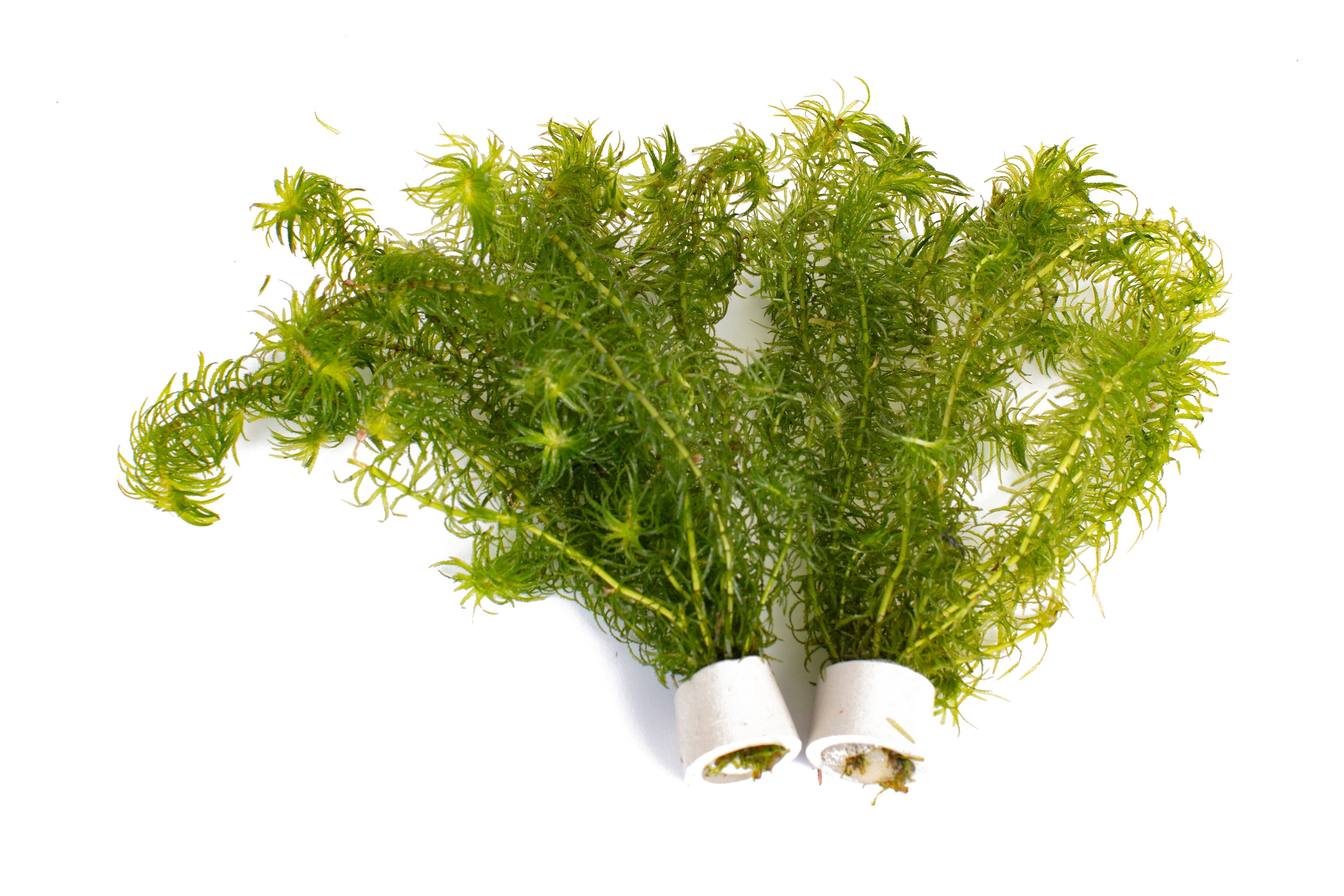 Egeria najas