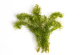 Egeria najas