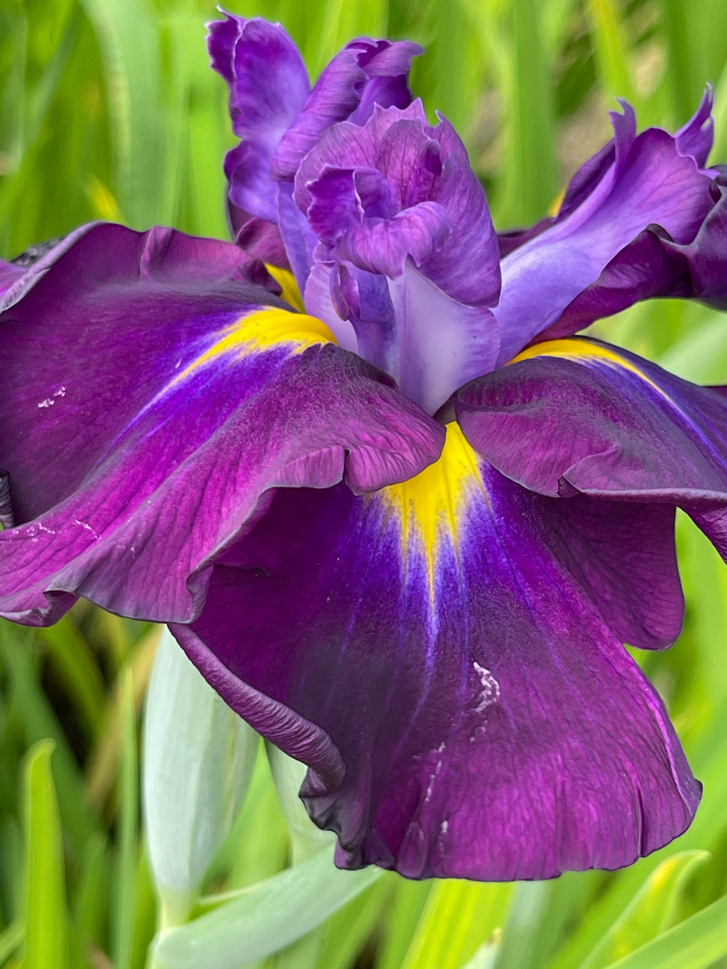Iris ensata 'Eileens Dream'