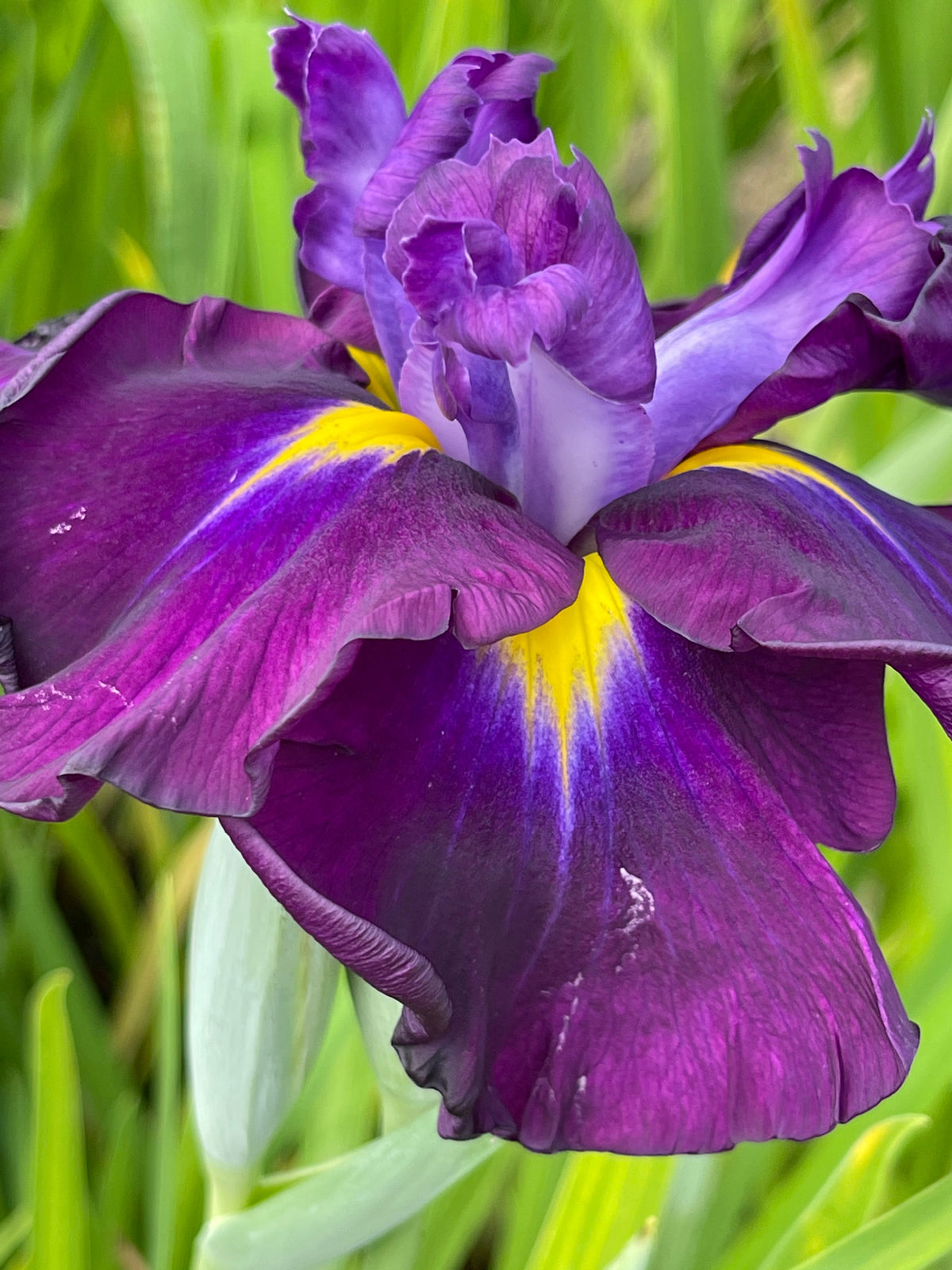 Iris ensata 'Eileens Dream'