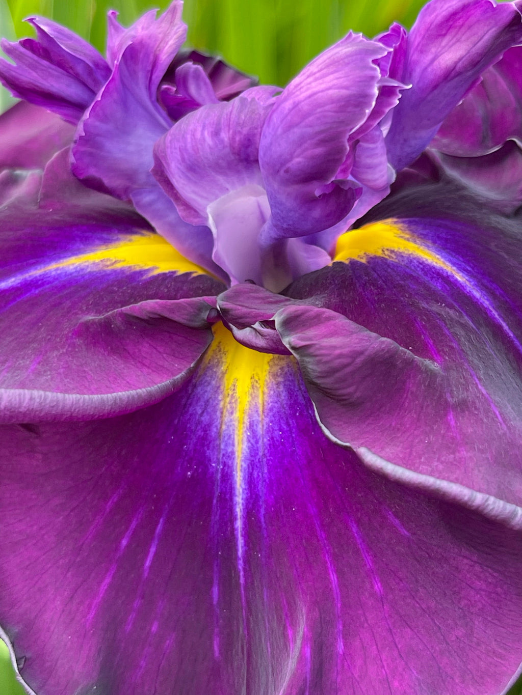 Iris ensata 'Eileens Dream'