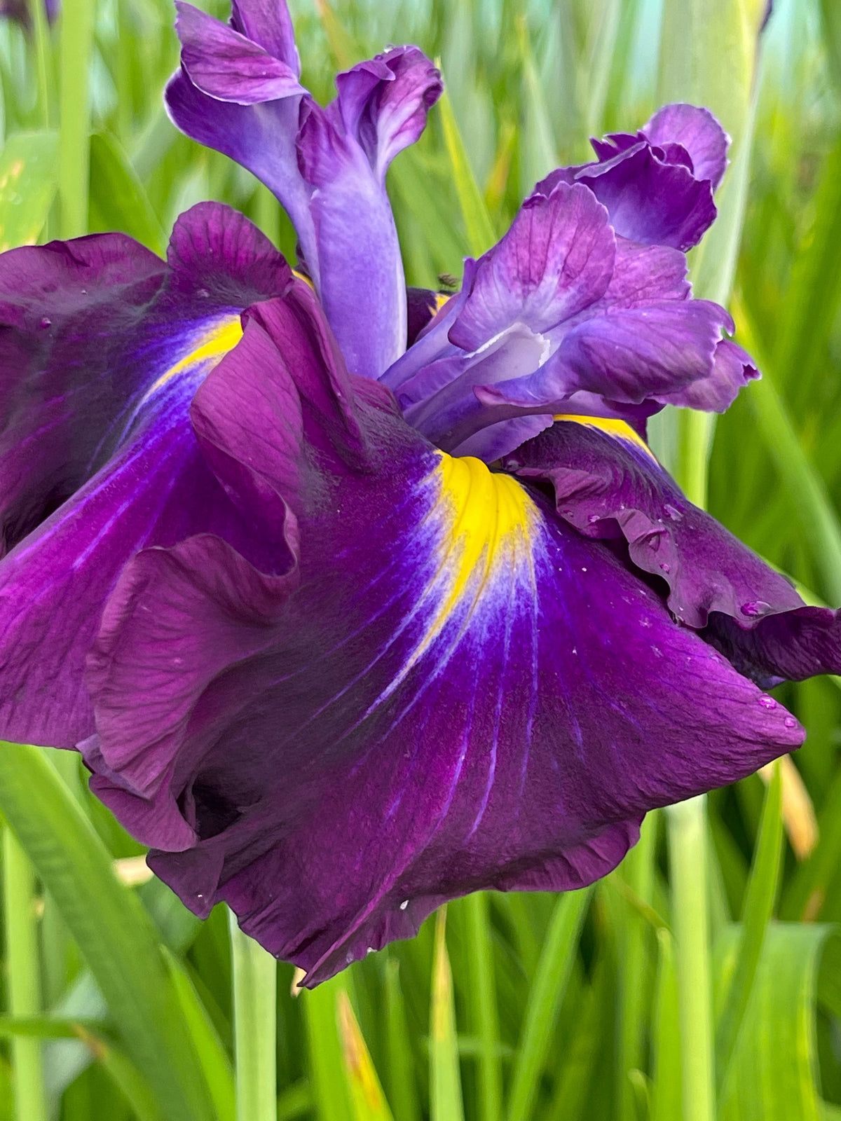 Iris ensata 'Eileens Dream'