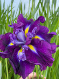 Iris ensata 'Eileens Dream'