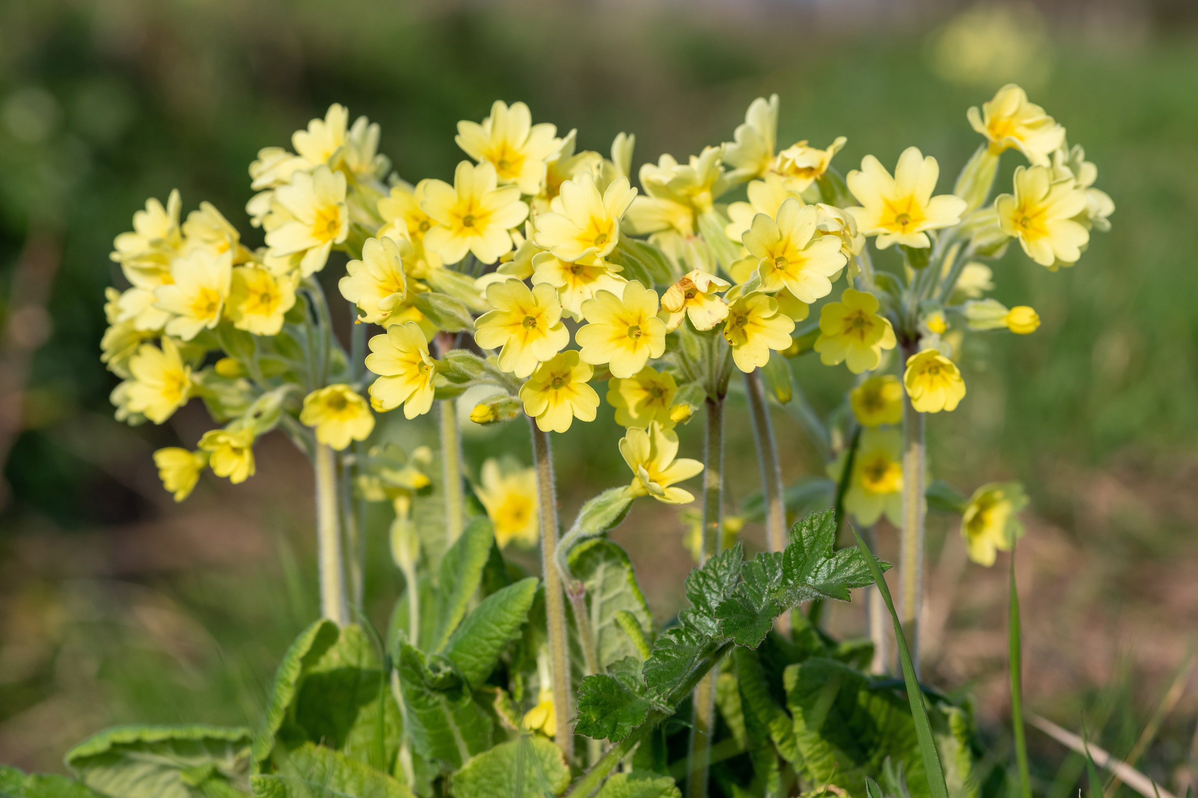 Primula elatior