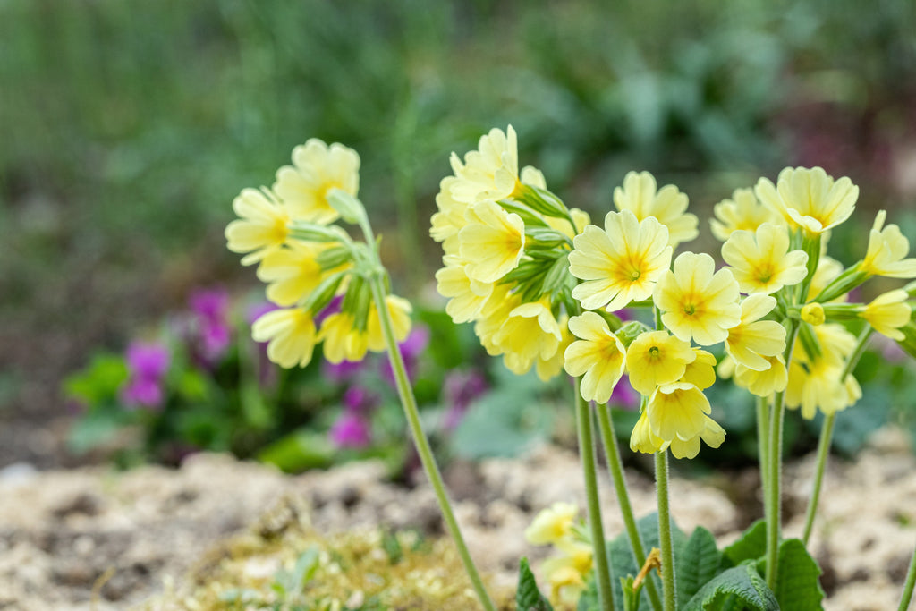 Primula elatior
