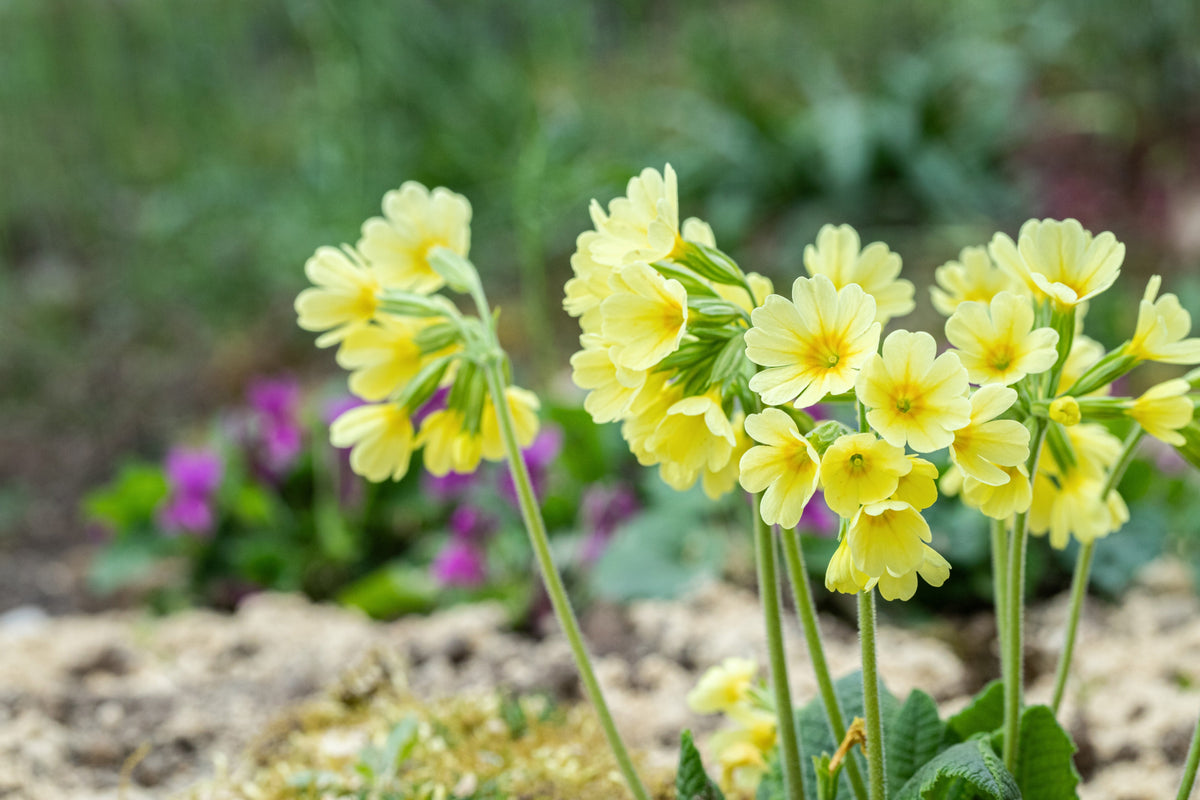 Primula elatior