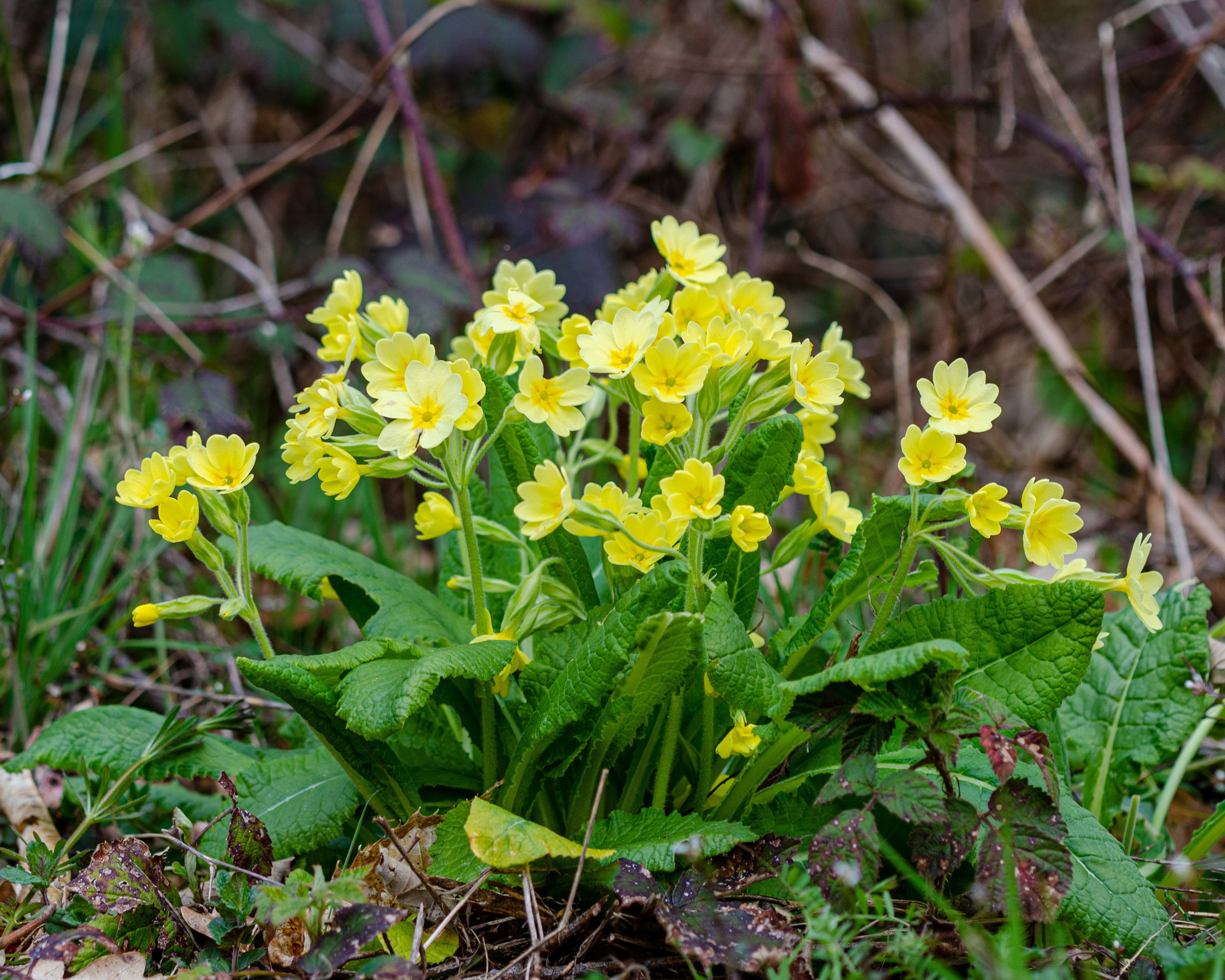 Primula elatior