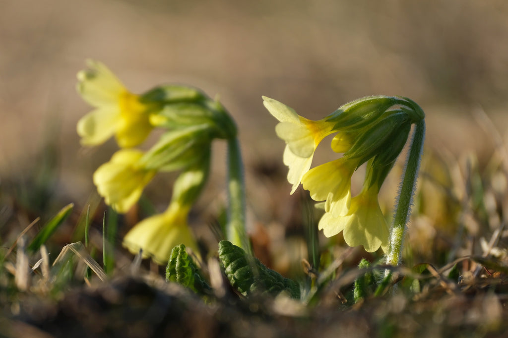Primula elatior