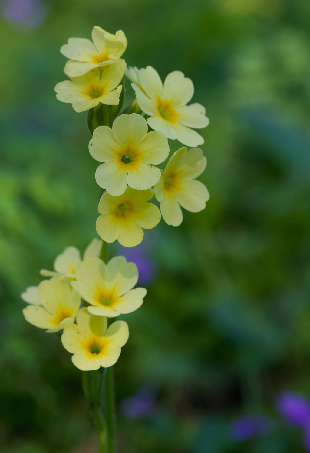Primula elatior