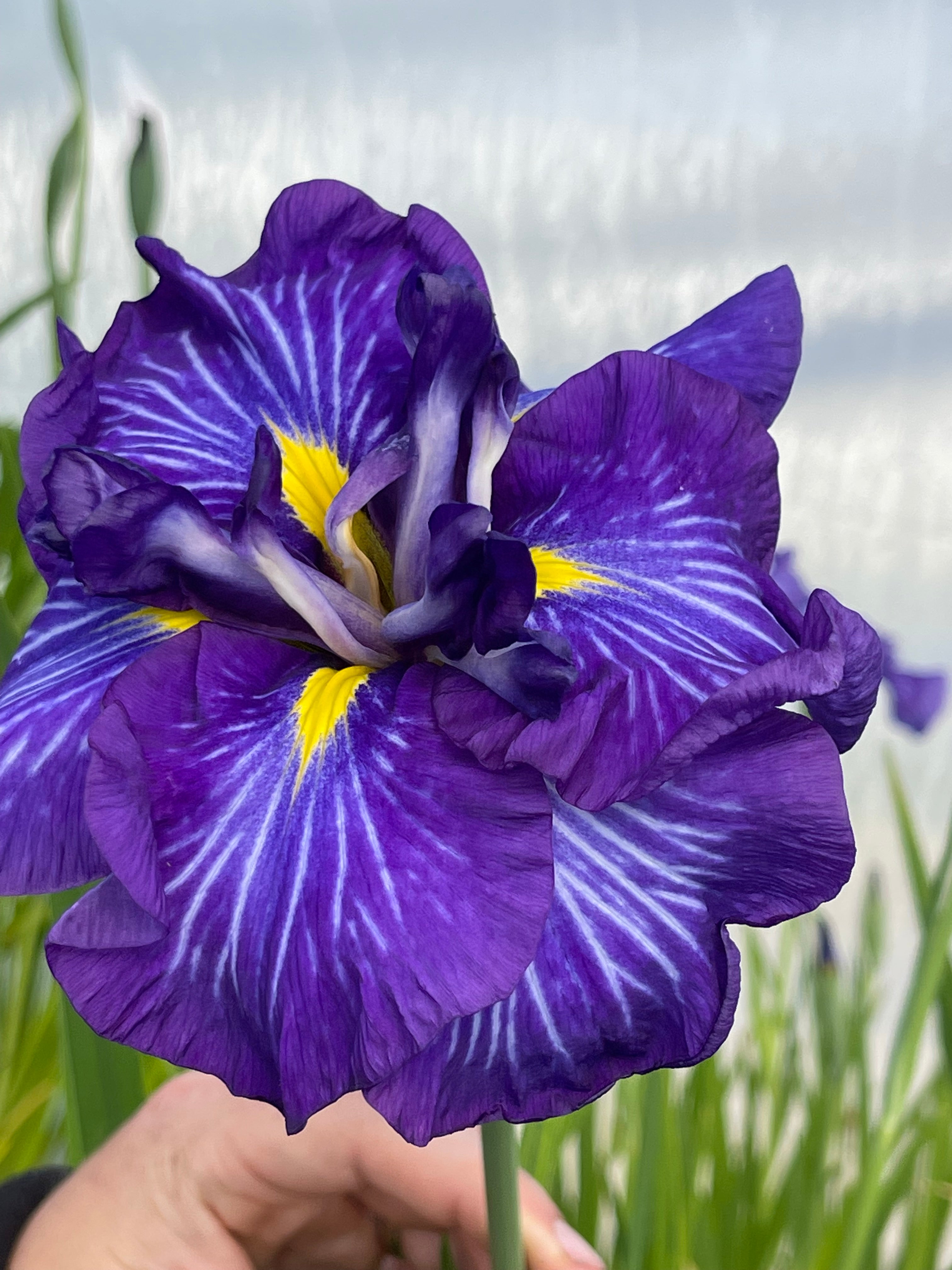 Iris ensata 'Electric Rays'