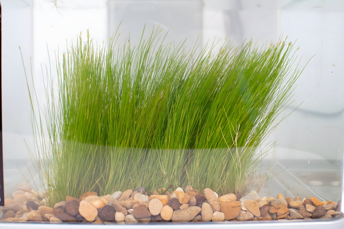 Eleocharis parvulus