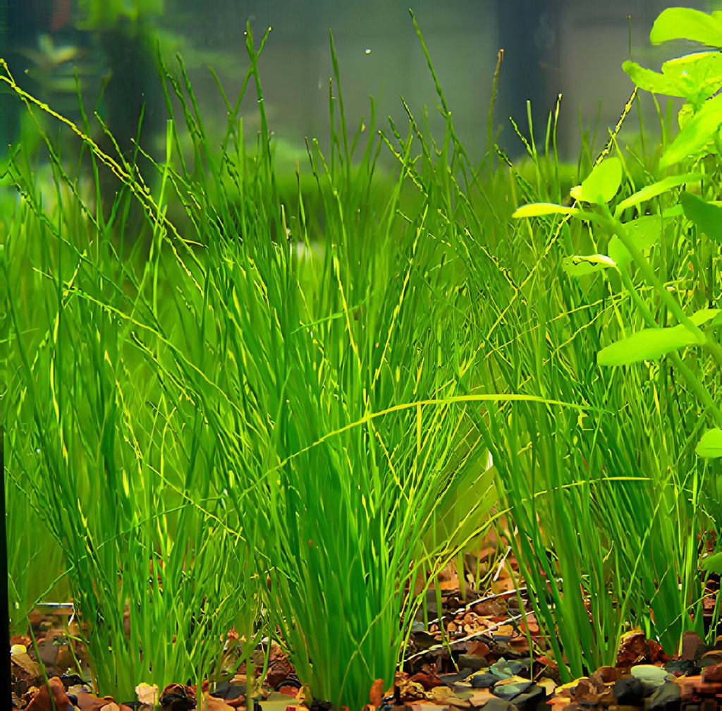 Eleocharis vivipara