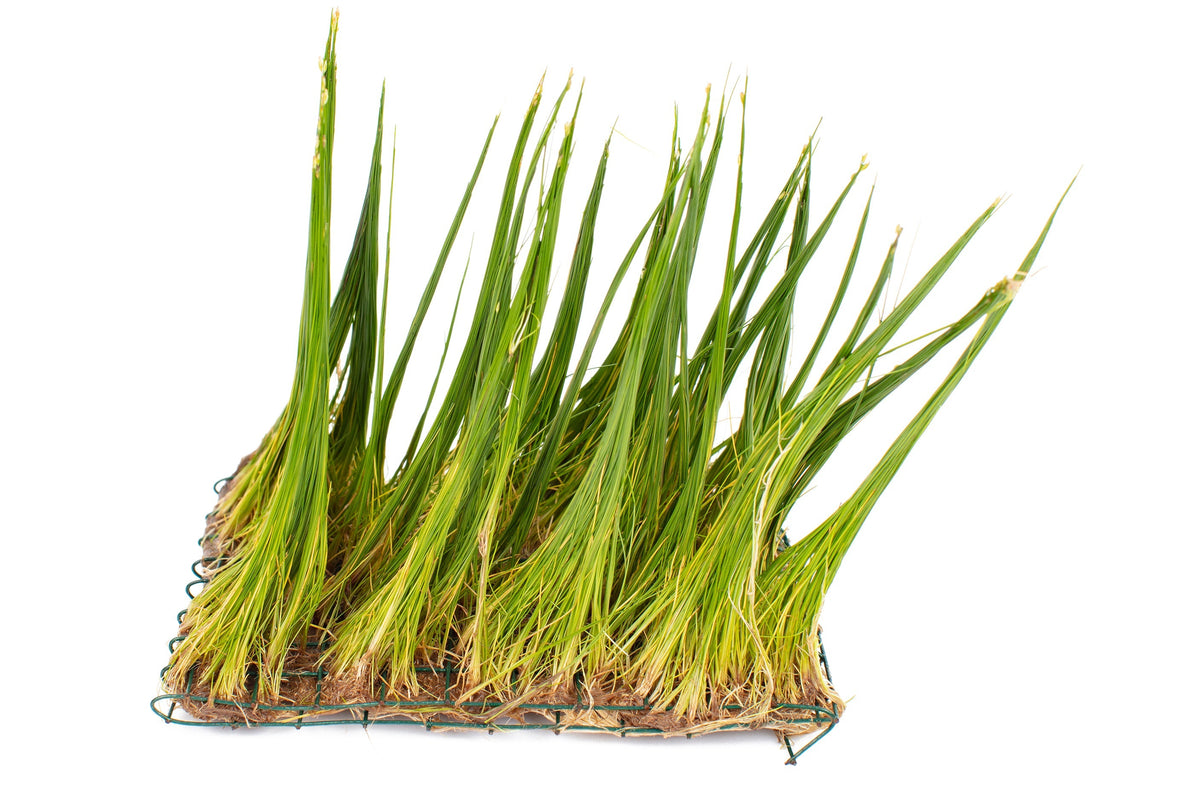 Eleocharis parvulus