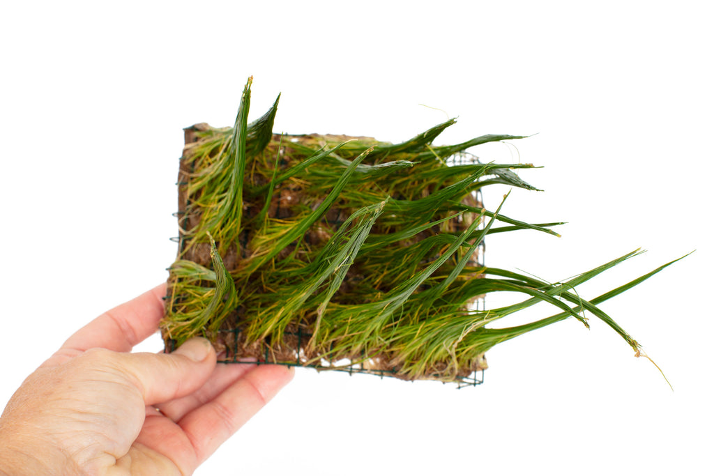 Eleocharis parvulus