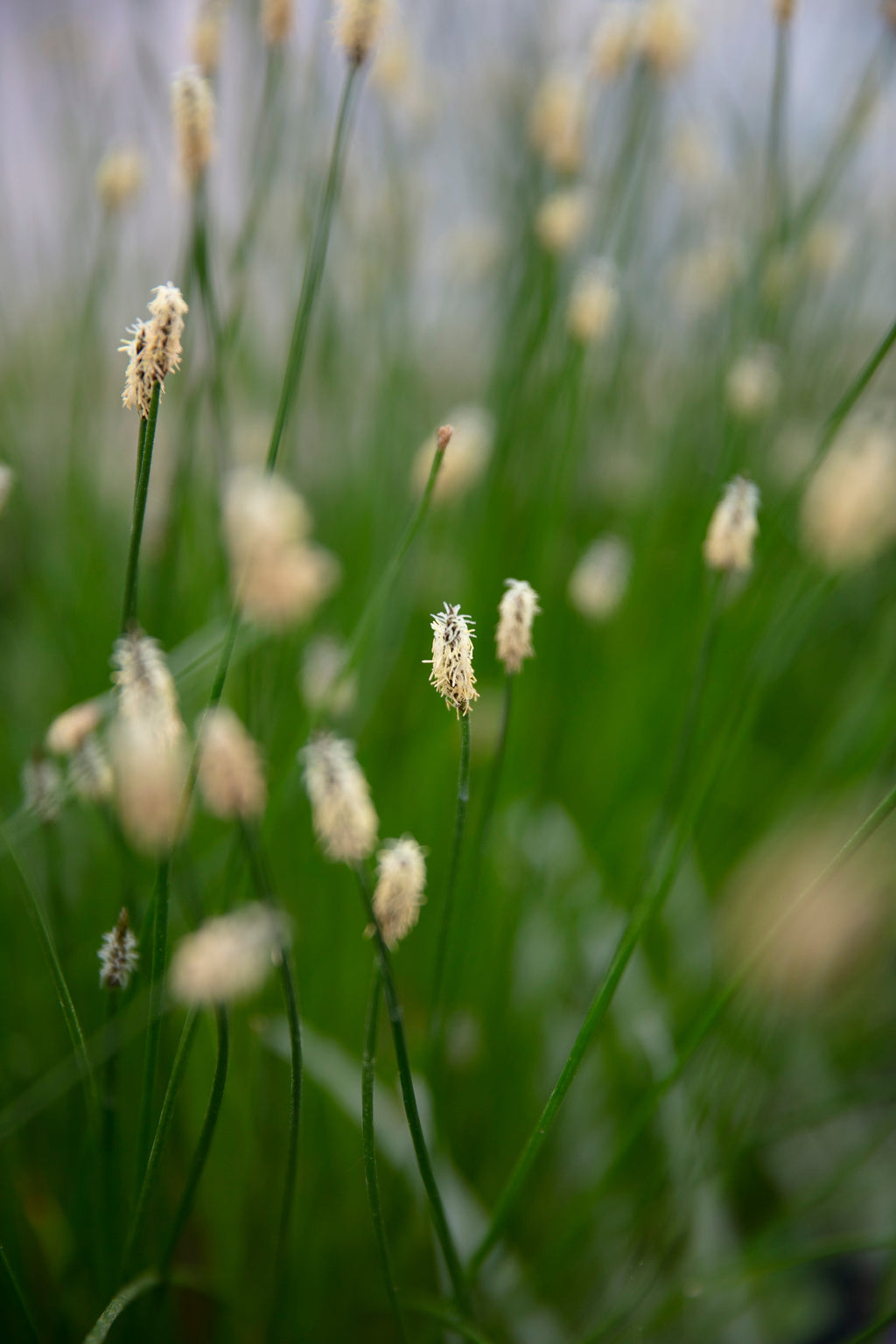 Eleocharis palustris